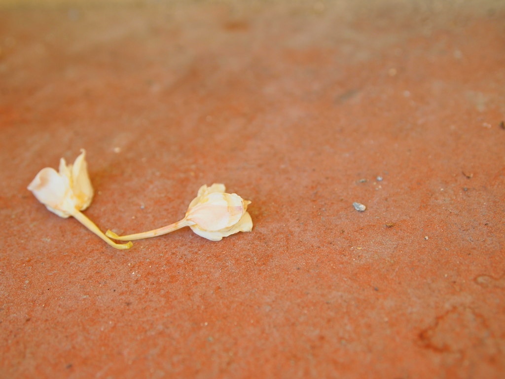 花時計
