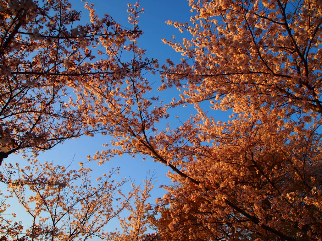 夕桜