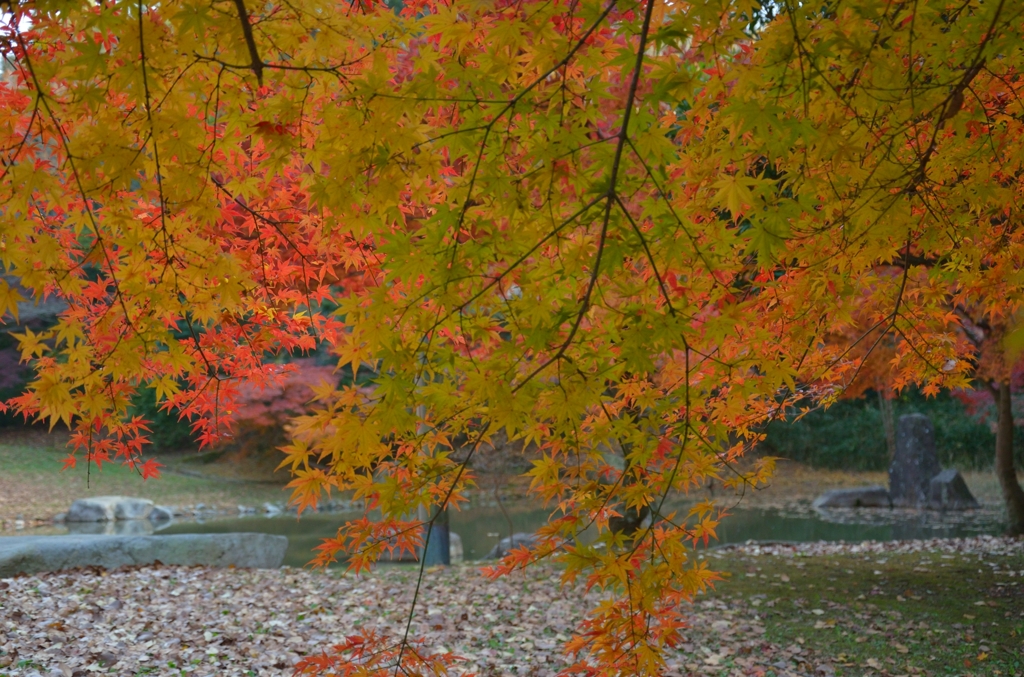 錦織公園　5