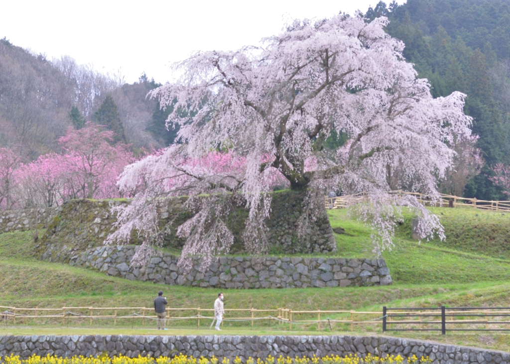 本郷の又兵衛桜　3