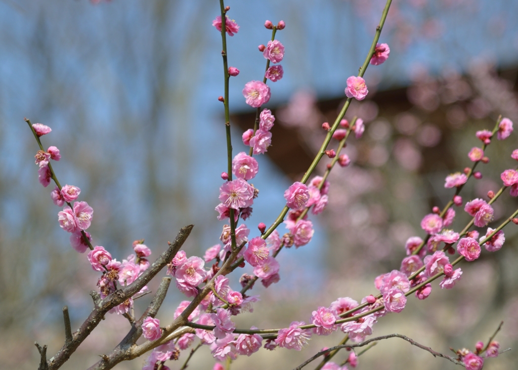 錦織公園　　梅　1　