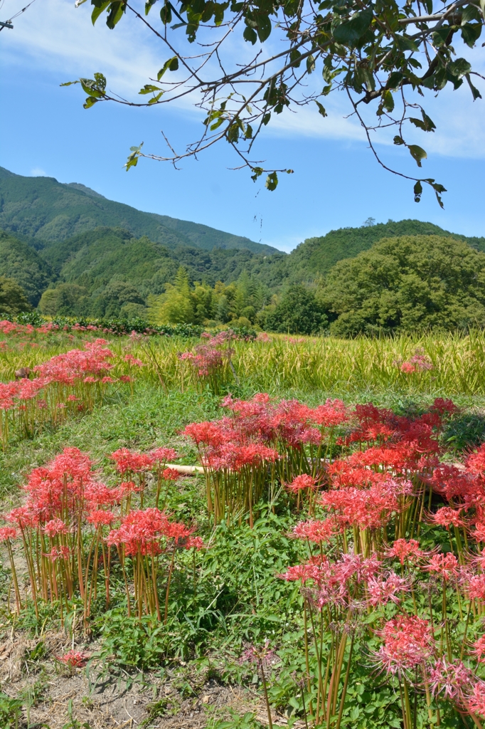 奈良　一言主神社付近で　2