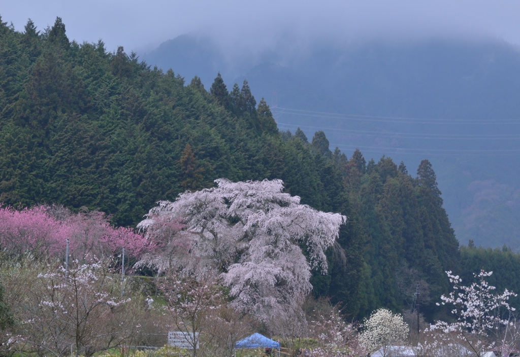 本郷の又兵衛桜　1