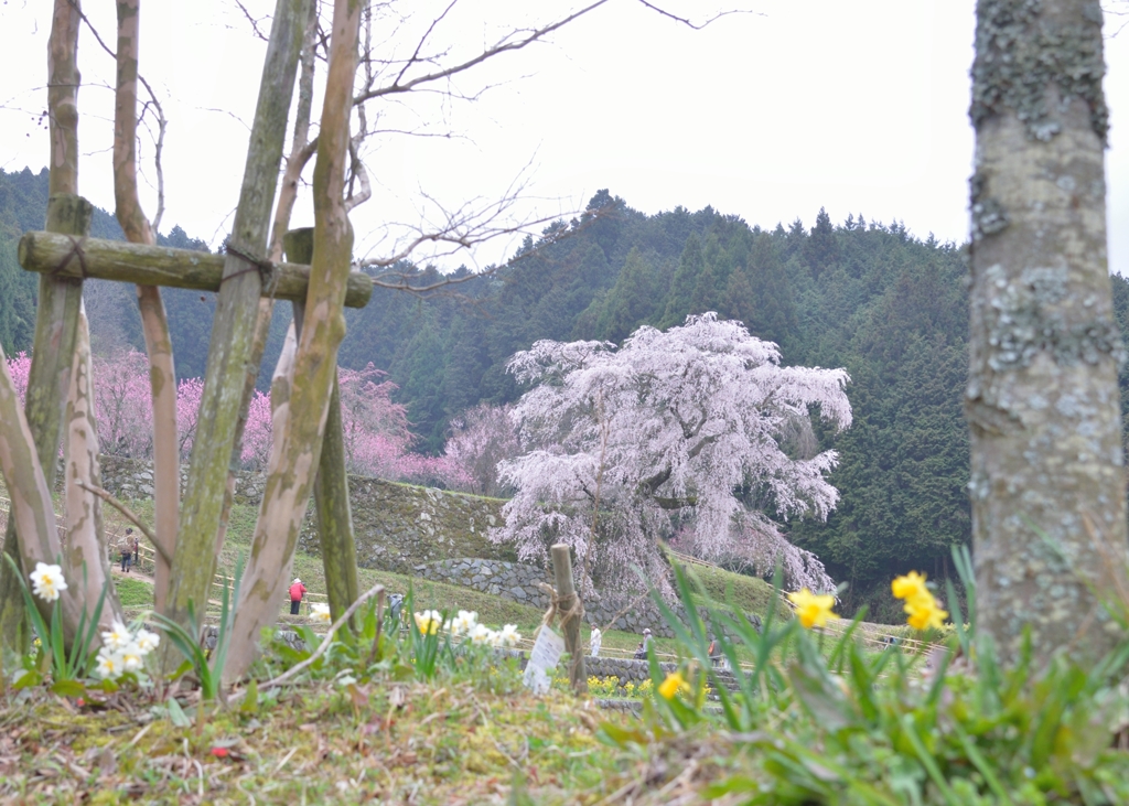 本郷の又兵衛桜　2