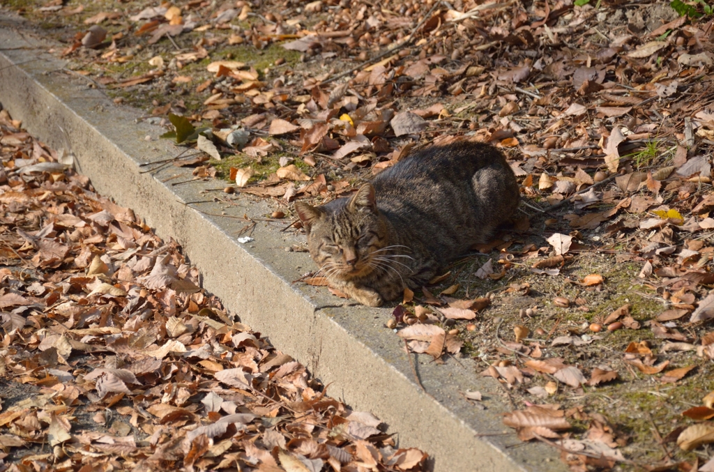 錦織公園　6