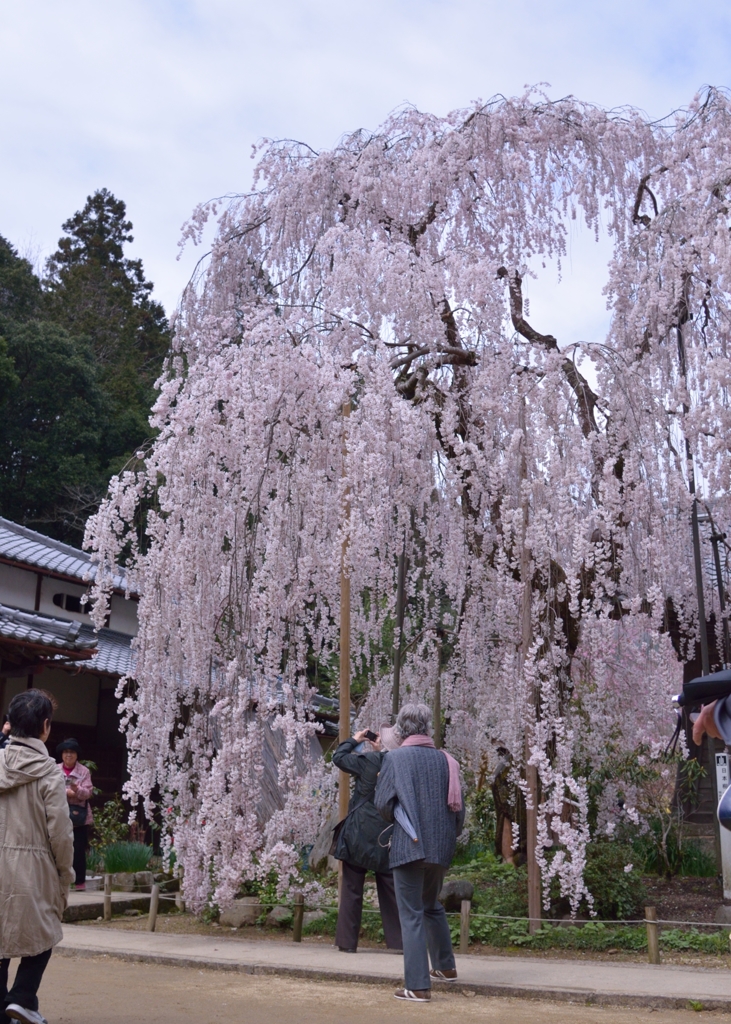 大野寺にて　1