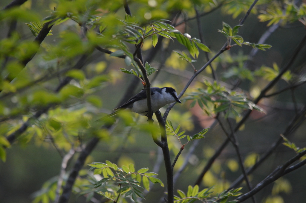 サンショウクイ