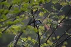 サンショウクイ