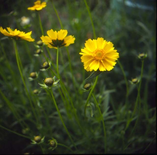 隣家の花