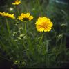 隣家の花
