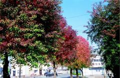 大牟田市新栄町駅付近の紅葉