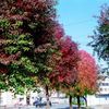 大牟田市新栄町駅付近の紅葉