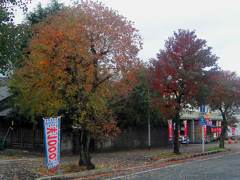 大牟田市新栄町駅付近の紅葉・その壱