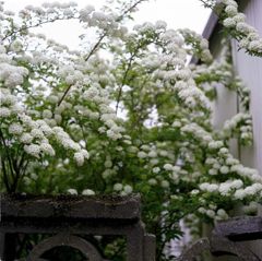 隣家の花