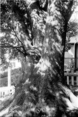 木の根