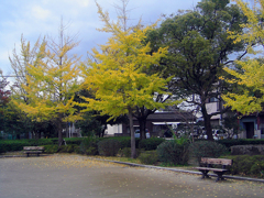 明治公園の紅葉・その五