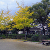 明治公園の紅葉・その五