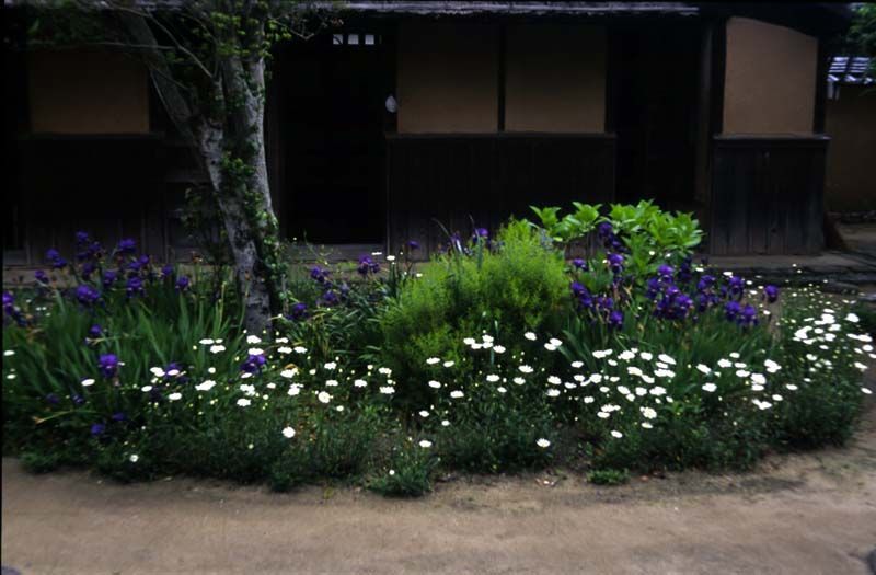 杵築の武家屋敷の花