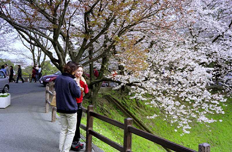 熊本城の満開の桜はフィリピン人にどう写るか