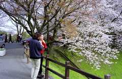 熊本城の満開の桜はフィリピン人にどう写るか