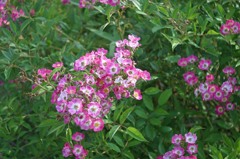 隣家の花