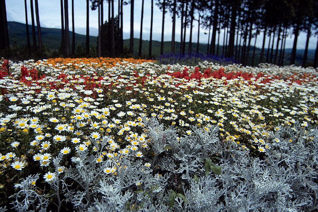 フラワーヒル菊池高原にて・その四