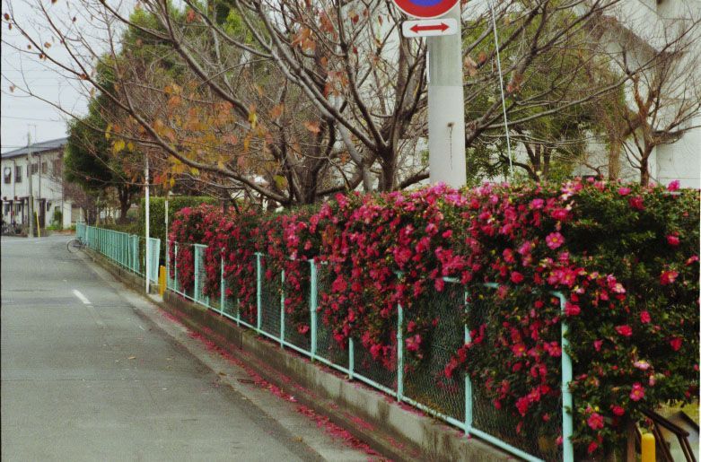 大牟田市内の住吉公園