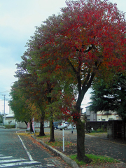 大牟田市新栄町駅付近の紅葉・その参