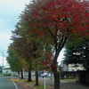 大牟田市新栄町駅付近の紅葉・その参