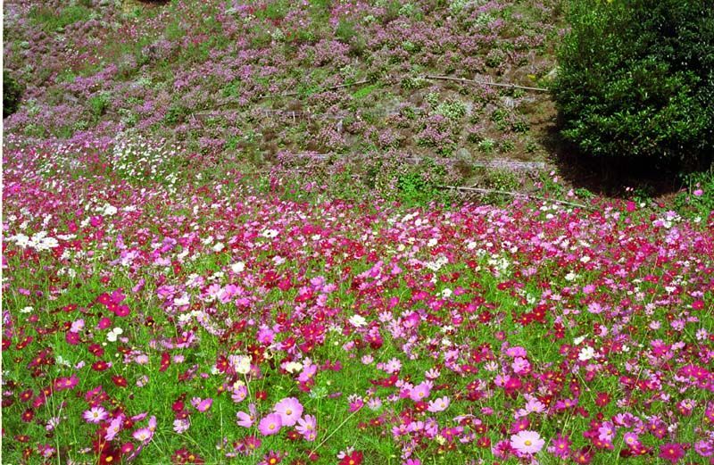 今は無き佐賀県佐里町のコスモス遊園にて・その壱
