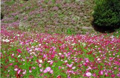 今は無き佐賀県佐里町のコスモス遊園にて・その壱