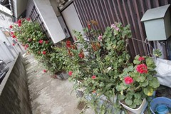 別府路地裏撮影会・その拾弐