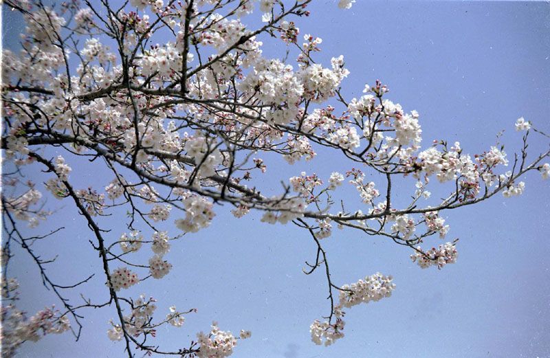 甘木山の桜・その弐