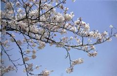 甘木山の桜・その弐