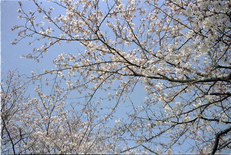 甘木山の桜・その参