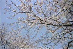 甘木山の桜・その参