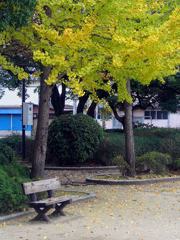 明治公園の紅葉・その参