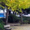 明治公園の紅葉・その参