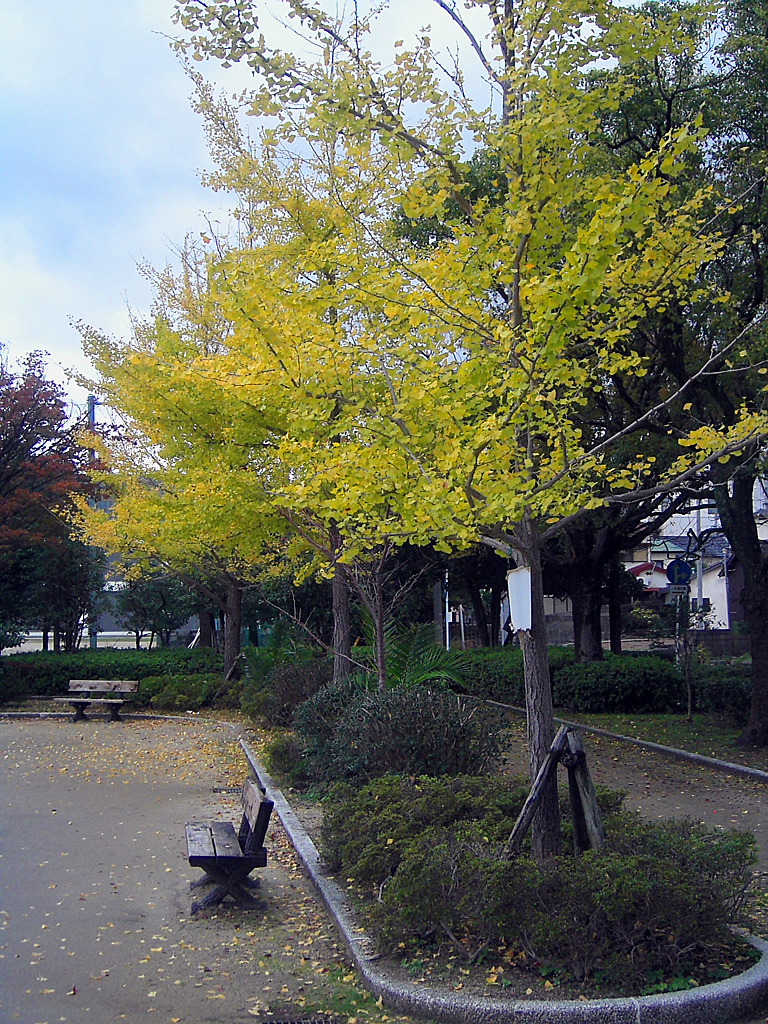 明治公園の紅葉・その弐