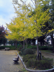 明治公園の紅葉・その弐