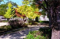 明治公園の紅葉・その参