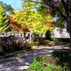 明治公園の紅葉・その参