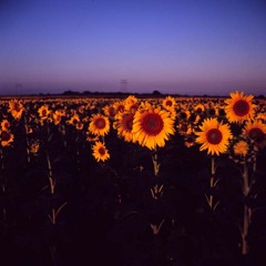 岬のヒマワリ畑・その壱