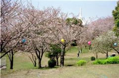 甘木山の桜・その四