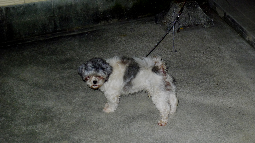 隣家のシーズー犬、意外に吠えます