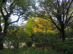 明治公園の紅葉・その壱