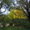 明治公園の紅葉・その壱