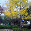 明治公園の紅葉・その七