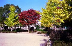 明治公園の紅葉・その弐