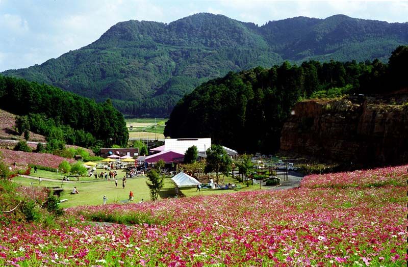 今は無き佐賀県佐里町のコスモス遊園にて・その弐